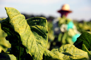 Irati sedia seminário sobre trabalho decente na produção de tabaco