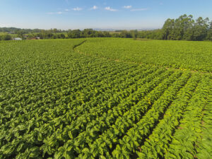 Expointer sediará eventos em defesa da cadeia produtiva do tabaco