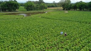 Documento interministerial que protege produtores de tabaco completa 20 anos