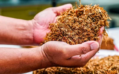 Brasil registra recorde histórico nas exportações de tabaco em 2025