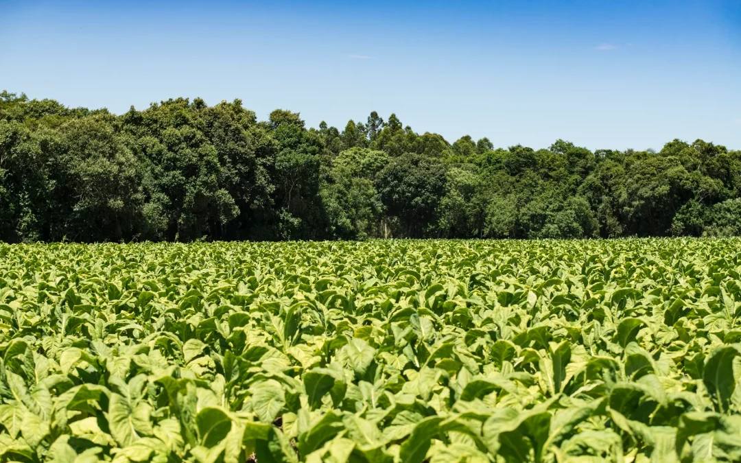 Produtores de tabaco mantêm 156 mil hectares de florestas plantadas na Região Sul