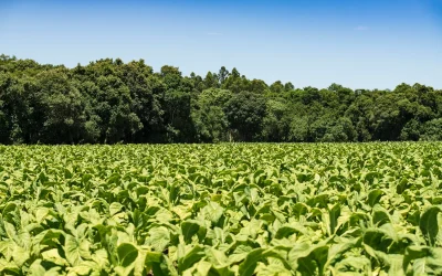 Produtores de tabaco mantêm 156 mil hectares de florestas plantadas na Região Sul