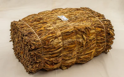Programa Tabaco Limpo reforça cuidados para evitar materiais estranhos