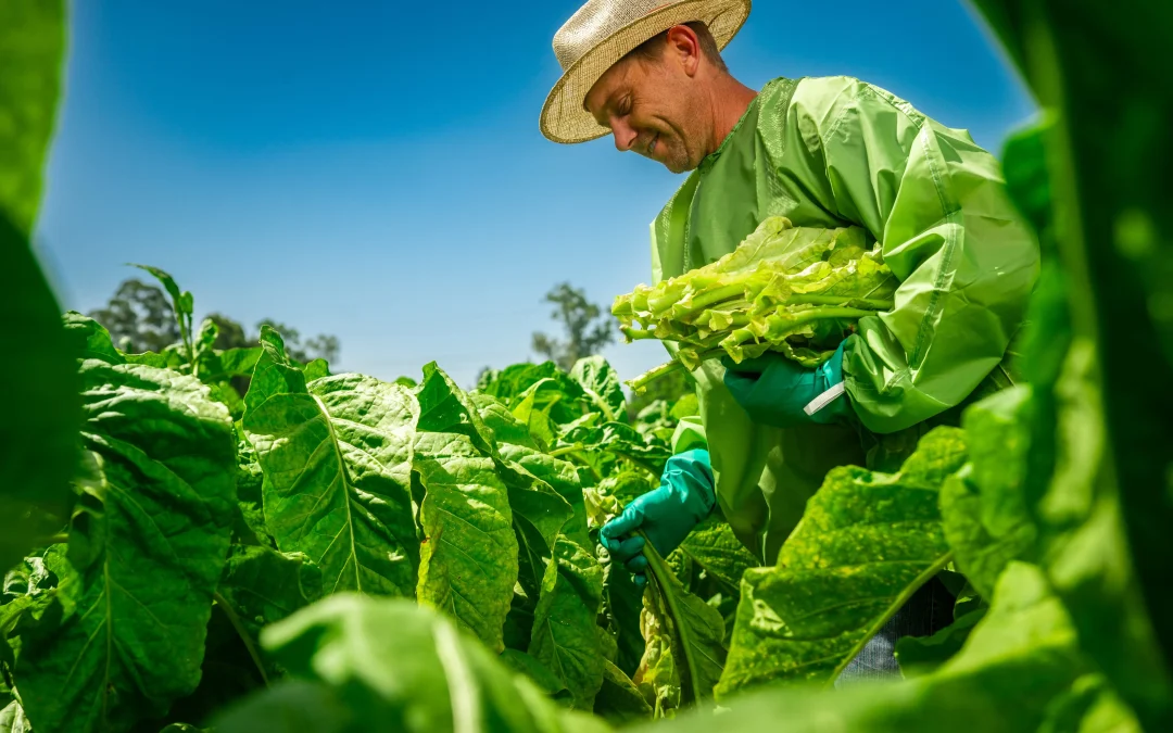 Planejamento da mão de obra ajuda a reduzir custos na safra de tabaco