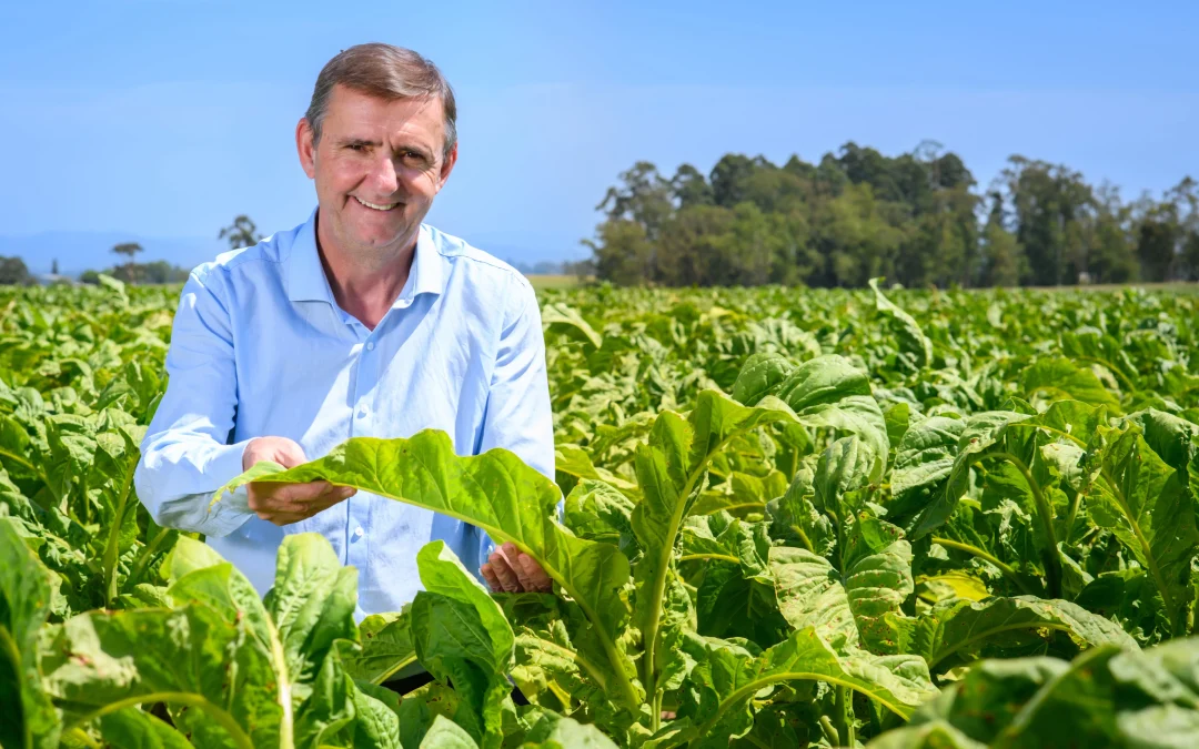 Produtor de tabaco: base da cadeia produtiva
