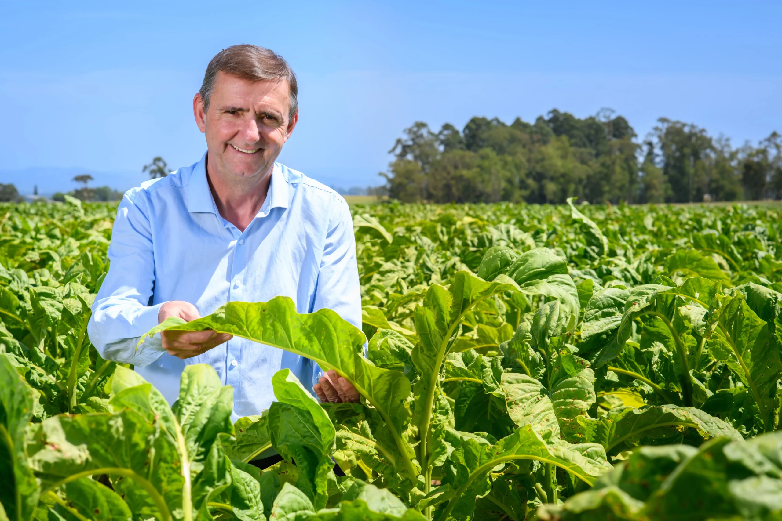Produtor de tabaco: base da cadeia produtiva
